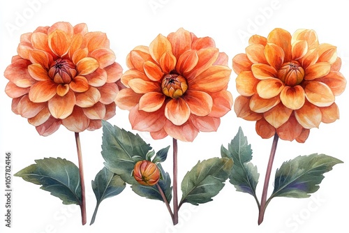 Three vibrant orange dahlias with green leaves, showcasing floral beauty and detail.