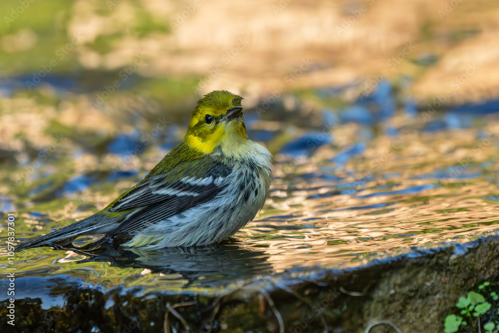 Black-throated green warbler taking a bath Black-throated green warbler taking a bath