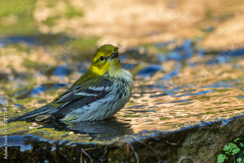 Black-throated green warbler taking a bath