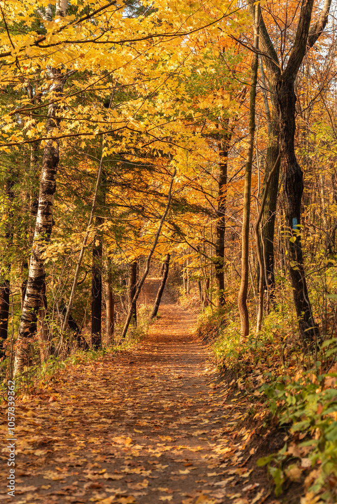 Obraz premium autumn in the Canadian forest