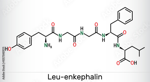 Leu-enkephalin molecule. Endogenous opioid peptide. Skeletal chemical formula. Vector