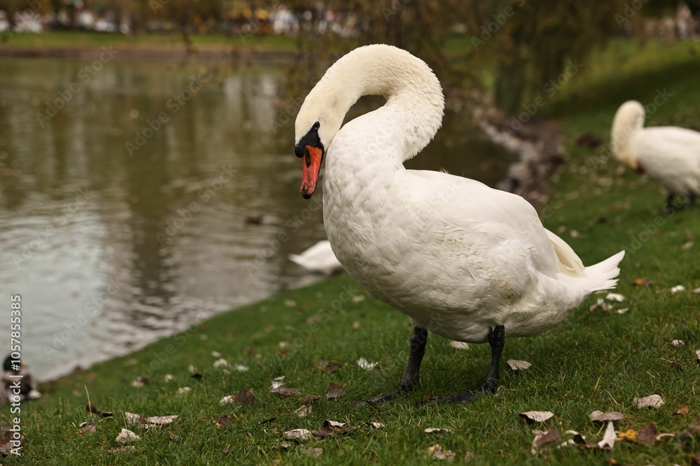 Beautiful white swans near river outdoors, space for text Beautiful white swans near river outdoors, space for text