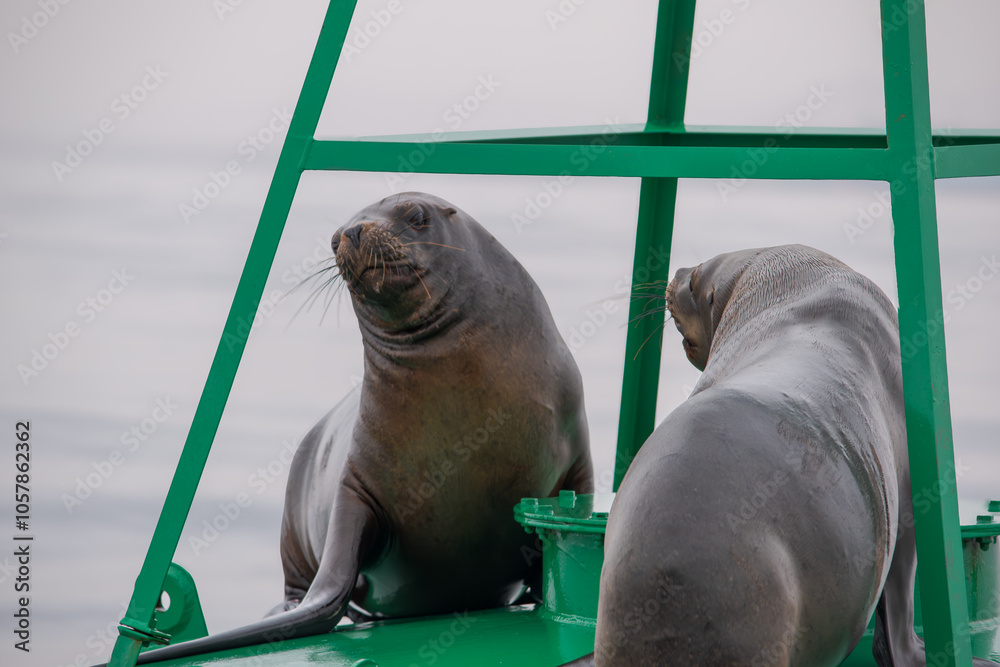 Fototapeta premium A Heated Stare: Two Sea Lions on a Buoy