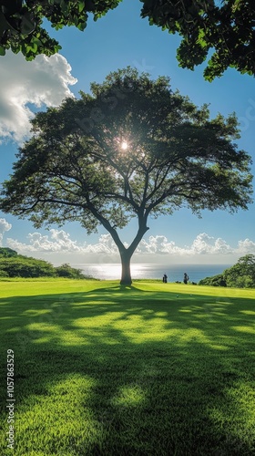Large tree casting a shadow on lush green grass near the ocean during a sunny...