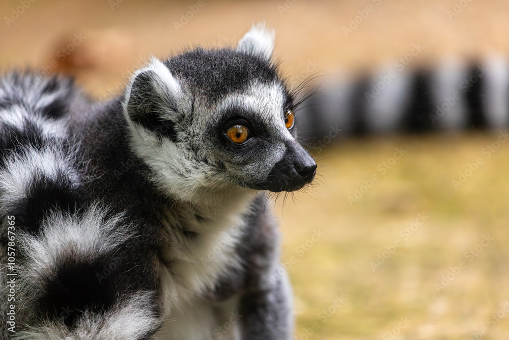 Obraz premium Portrait of ring-tailed lemur catta
