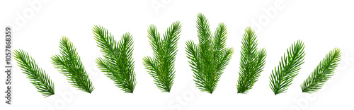 Christmas fir tree branches. Pine, spruce green branches for Christmas decorations. Vector illustration