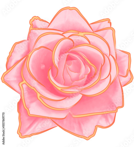 pink rose flower isolated on white background with clipping path. Top view. Flat lay.