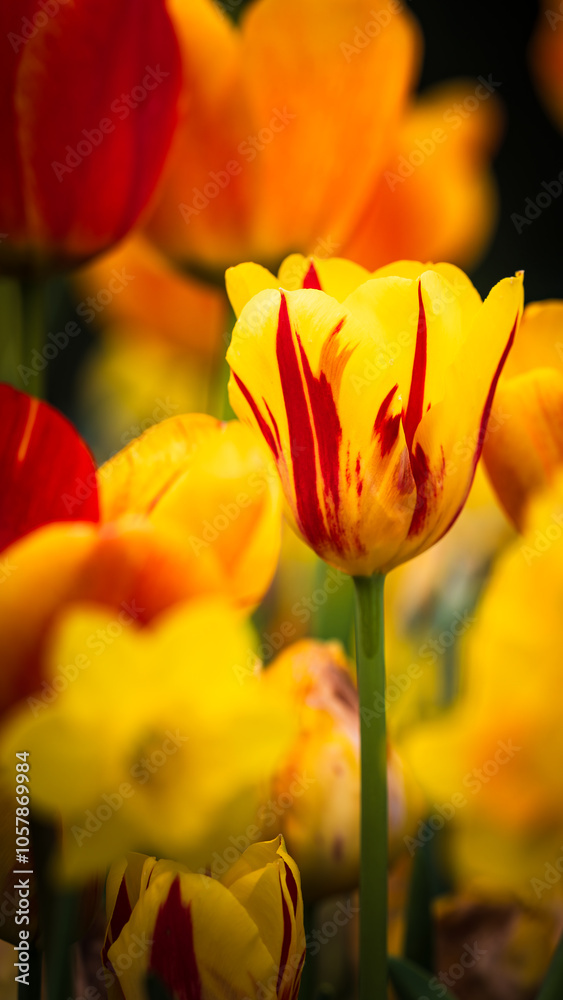 Nahaufnahme von Blumen