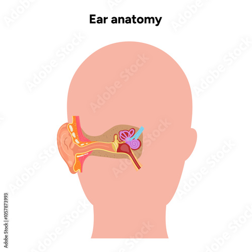 Inner Ear structure and function anatomy. Human ear vestibular system