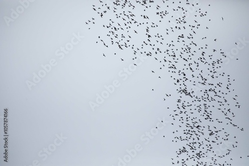 Wrinkle lipped free tailed bat exodus