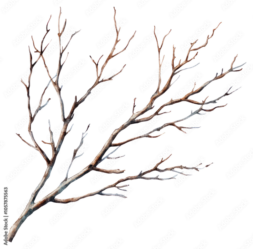 Fototapeta premium PNG Dry branchs art illustration watercolor.