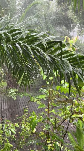 Rainforest rain storm