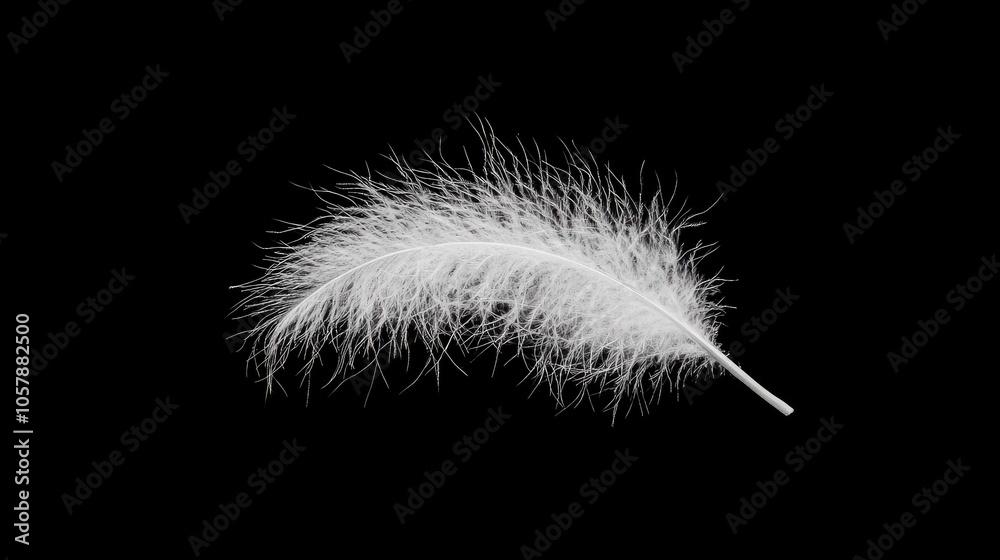 Obraz premium Floating white feather with transparency effect, symbolizing lightness and purity