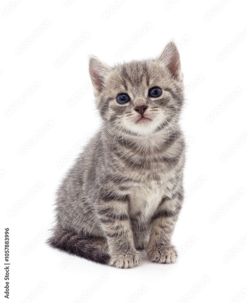 Small gray kitten. Small gray kitten.