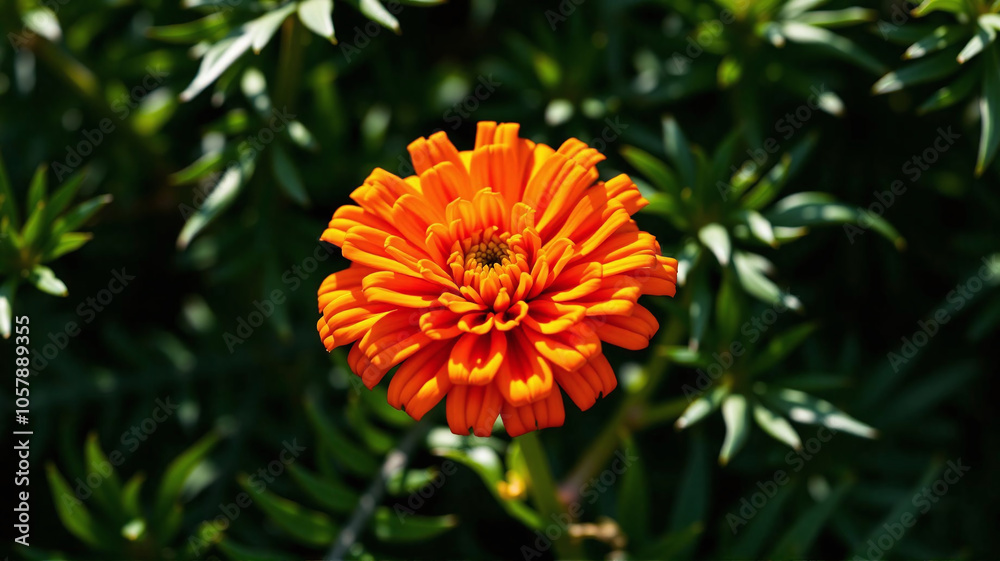 Bright orange flower blooming amidst vibrant green foliage in daylight Bright orange flower blooming amidst vibrant green foliage in daylight