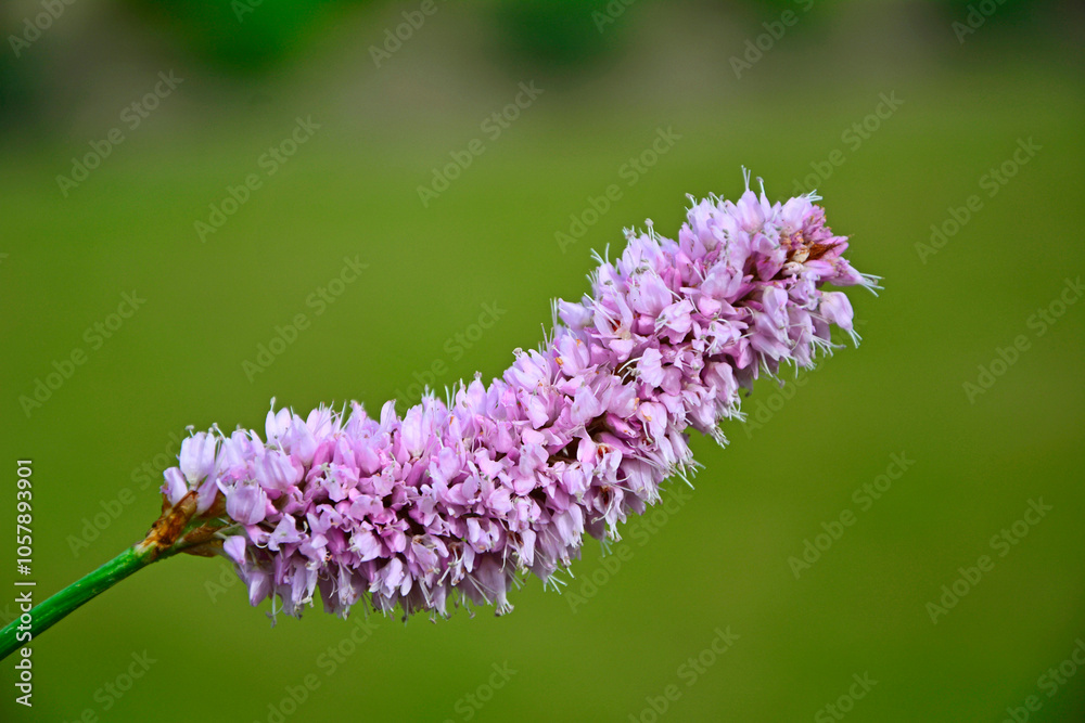 Rdest wężownik na zielonym, rozmytym tle, różowy rdest, Bistorta officinalis, Persicaria bistorta, bistort, common bistort, European bistort, meadow bistort