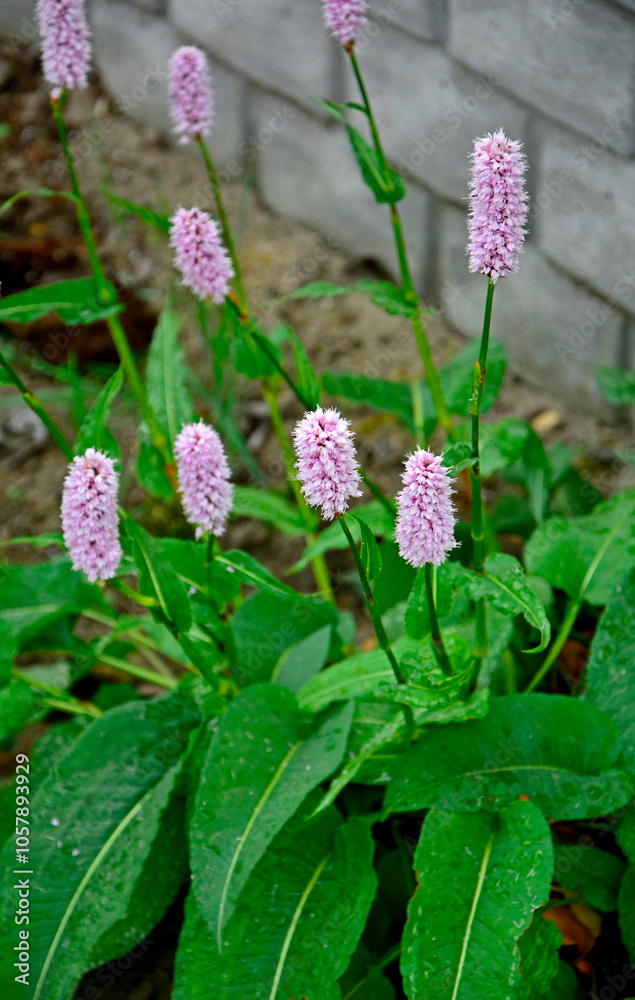 Rdest wężownik w ogrodzie, różowy rdest, Bistorta officinalis, Persicaria bistorta, bistort, common bistort, European bistort, meadow bistort