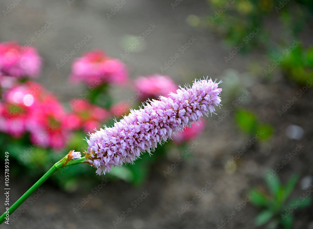 Rdest wężownik na rozmytym tle, różowy rdest, Bistorta officinalis, Persicaria bistorta, bistort, common bistort, European bistort, meadow bistort