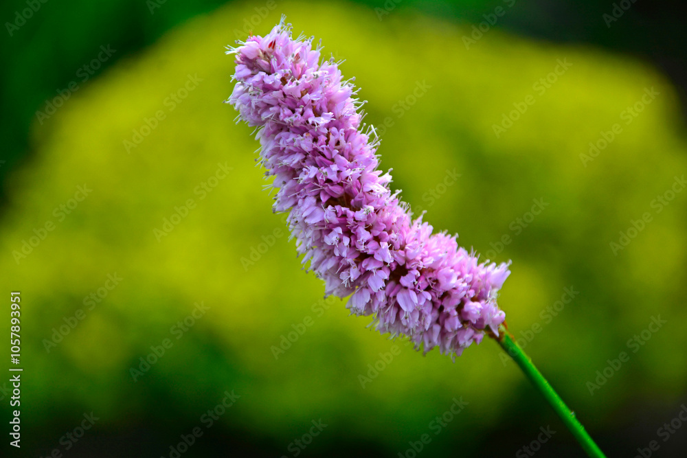 Rdest wężownik na żółtym, rozmytym tle, różowy rdest, Bistorta officinalis, Persicaria bistorta, bistort, common bistort, European bistort, meadow bistort