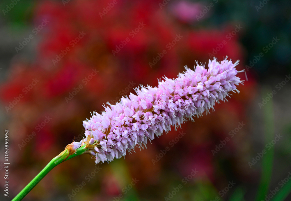 Rdest wężownik na czerwonym, rozmytym tle, różowy rdest, Bistorta officinalis, Persicaria bistorta, bistort, common bistort, European bistort, meadow bistort