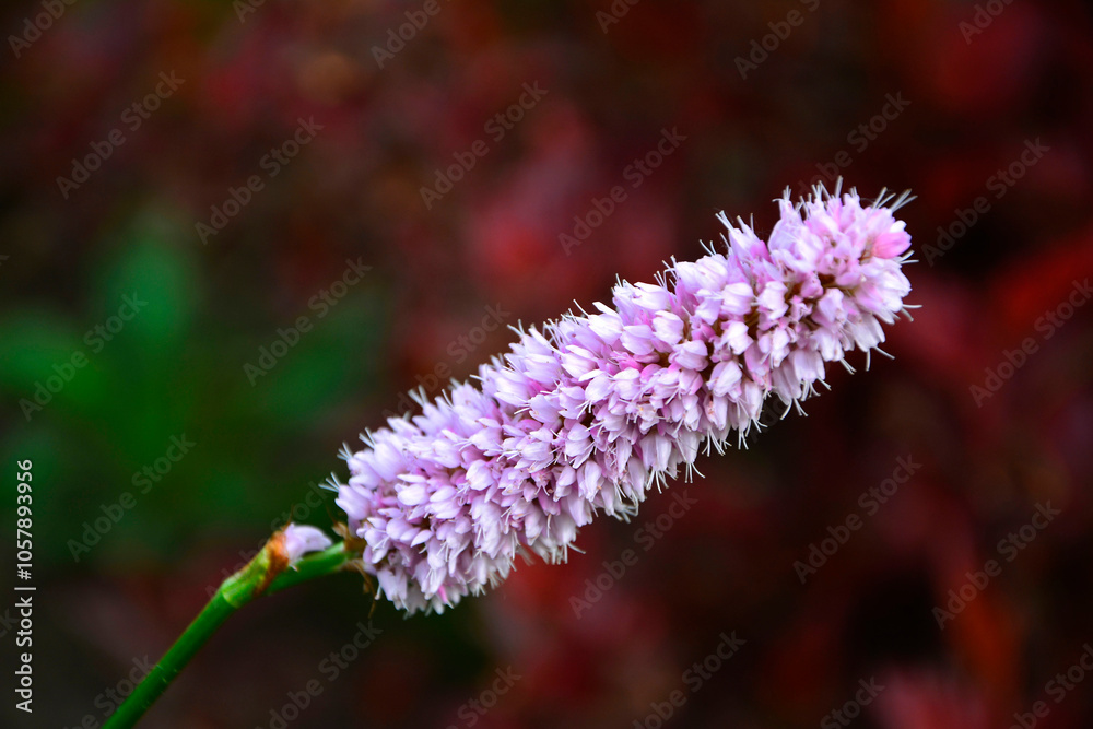 Rdest wężownik na czerwonym, rozmytym tle, różowy rdest, Bistorta officinalis, Persicaria bistorta, bistort, common bistort, European bistort, meadow bistort