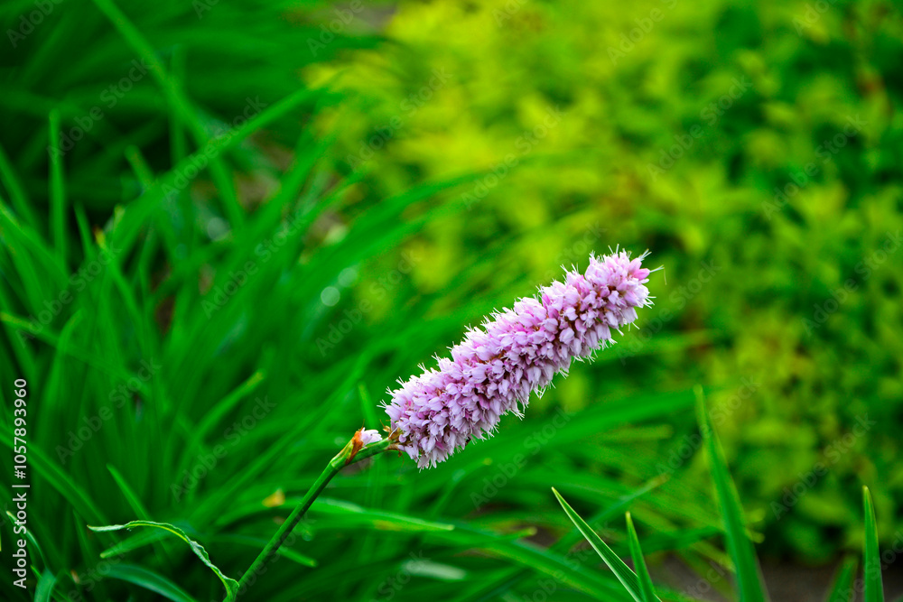 Rdest wężownik na zielonym, rozmytym tle, różowy rdest, Bistorta officinalis, Persicaria bistorta, bistort, common bistort, European bistort, meadow bistort
