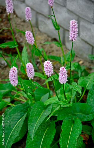 Rdest wężownik w ogrodzie, różowy rdest, Bistorta officinalis, Persicaria bistorta, bistort, common bistort, European bistort, meadow bistort photo