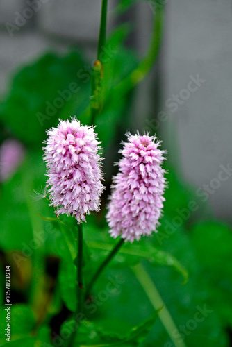 Obraz na płótnie Rdest wężownik na zielonym, rozmytym tle, różowy rdest, Bistorta officinalis, Persicaria bistorta, bistort, common bistort, European bistort, meadow bistort w salonie