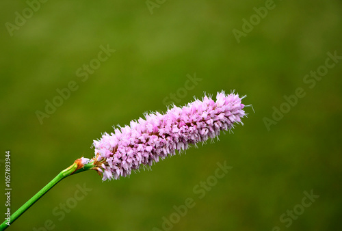 Rdest wężownik na zielonym, rozmytym tle, różowy rdest, Bistorta officinalis, Persicaria bistorta, bistort, common bistort, European bistort, meadow bistort