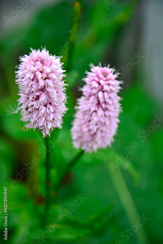Obraz na płótnie Rdest wężownik na zielonym, rozmytym tle, różowy rdest, Bistorta officinalis, Persicaria bistorta, bistort, common bistort, European bistort, meadow bistort w salonie