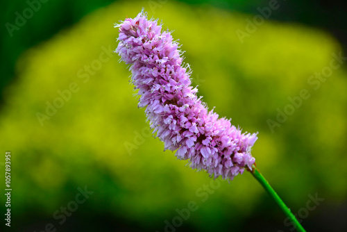 Rdest wężownik na żółtym, rozmytym tle, różowy rdest, Bistorta officinalis, Persicaria bistorta, bistort, common bistort, European bistort, meadow bistort