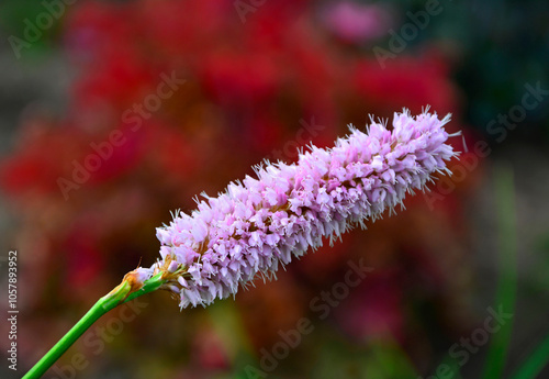 Obraz na płótnie Rdest wężownik na czerwonym, rozmytym tle, różowy rdest, Bistorta officinalis, Persicaria bistorta, bistort, common bistort, European bistort, meadow bistort w salonie
