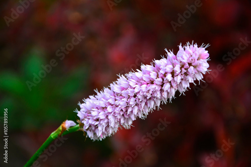 Obraz na płótnie Rdest wężownik na czerwonym, rozmytym tle, różowy rdest, Bistorta officinalis, Persicaria bistorta, bistort, common bistort, European bistort, meadow bistort w salonie