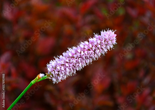 Obraz na płótnie Rdest wężownik na czerwonym, rozmytym tle, różowy rdest, Bistorta officinalis, Persicaria bistorta, bistort, common bistort, European bistort, meadow bistort w salonie
