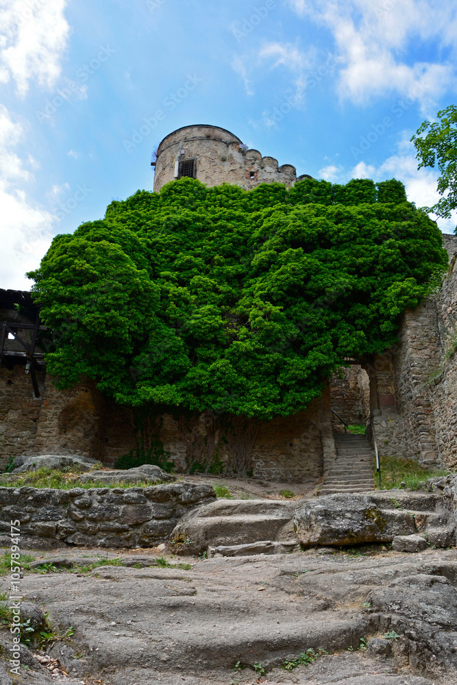 stare ruiny domu porosniete zilonym pnączem, ruiny zamku porośnięte bujną zielenią, old ruins of a house overgrown with green vines, ivy-covered castle ruins surrounded by lush greenery