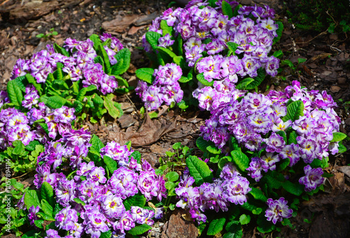 Obraz na płótnie pierwiosnek, prymula, primula Balerina odmiana BELARINA Purple Dawn o pełnych kwiatach, Primula vulgaris BELARINA Purple Dawn, Primrose, pierwiosnek o pełnych kwiatach, white and pink primrose w salonie