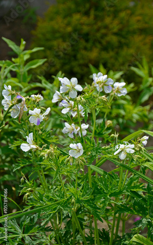 Obraz na płótnie Bodziszek łąkowy Splish Splash, Geranium pratense, bodziszek, Meadow cranesbill Splish Splash flower w salonie