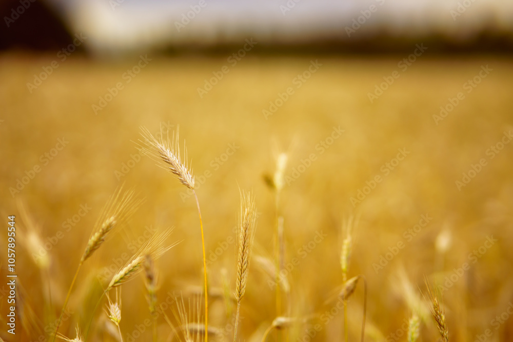 Fototapeta premium the photograph captures a serene autumn field of rye, stretching endlessly under a soft ,golden light.