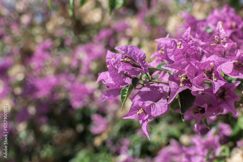 primavera