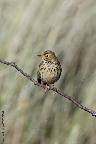 Meadow Pipit (Anthus pratensis) at Bull Island, Dublin, commonly found in Irish grasslands