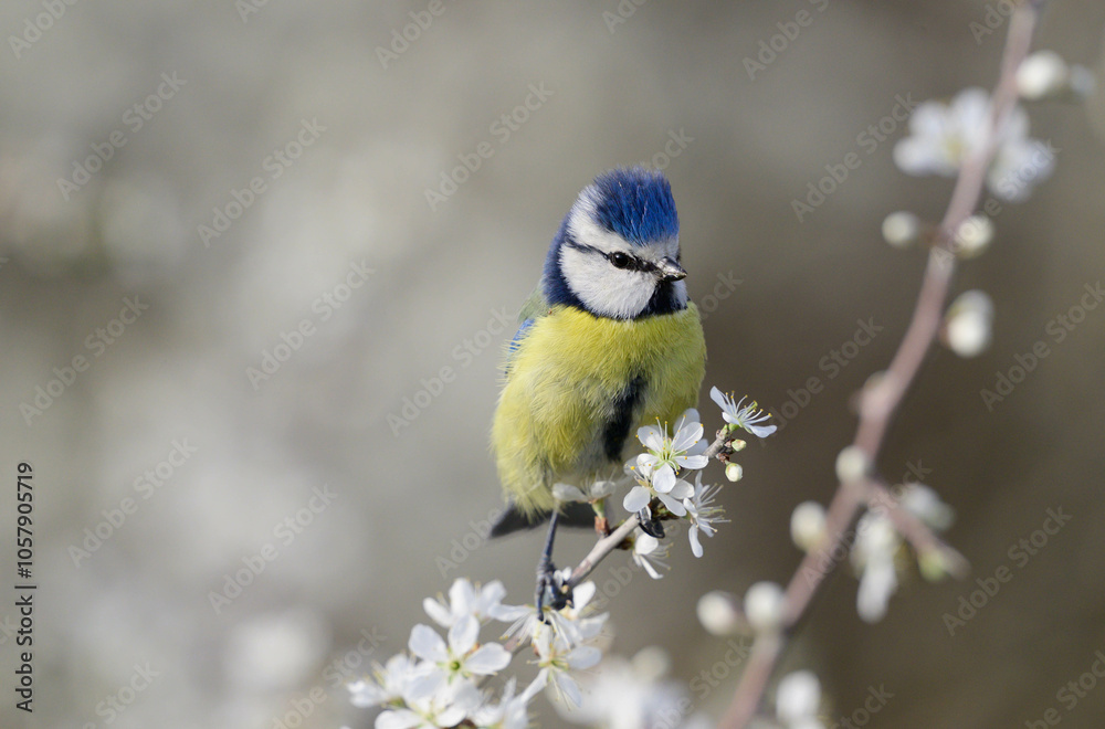 Blue tit on a branch with blossoms in spring Blue tit on a branch with blossoms in spring
