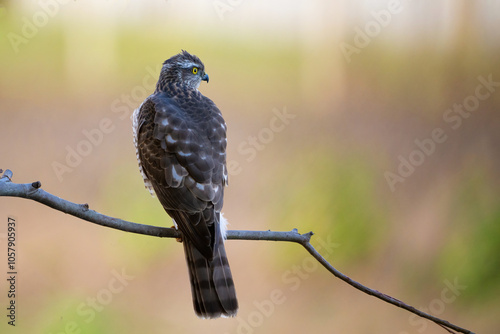 Eurasian sparrowhawk Accipiter nisus, known as the northern sparrowhawk