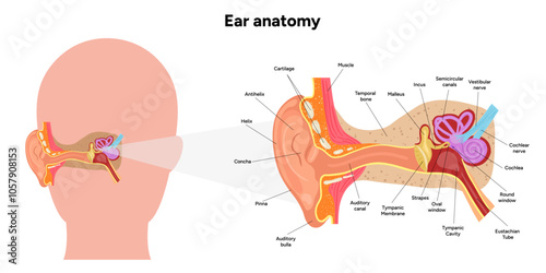 Inner Ear structure and function anatomy. Human ear vestibular system