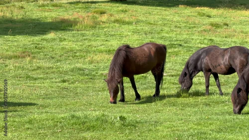 Horse eating grass, brown horses grazing in a meadow on a pasture eating grass in the rural countryside, mountain ridge countryside landscape, beautiful brown icelandic horse is eating fresh grass 
