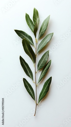 Green leaf branch arranged on a light surface showcasing natural botanical be...