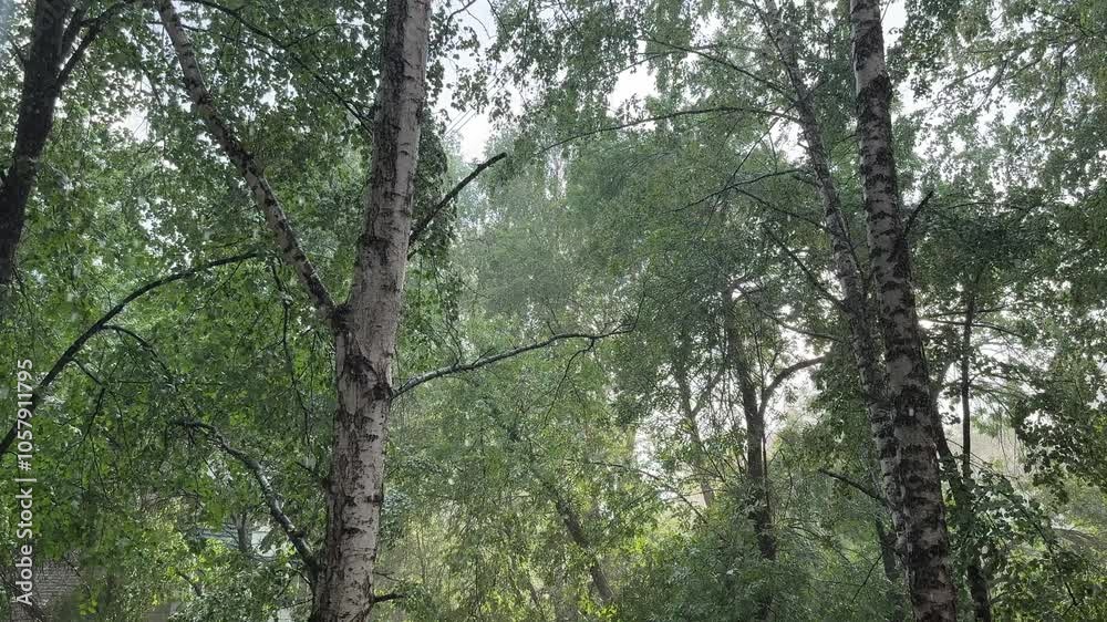 Summer rain in a birch forest accompanied by sunlight.