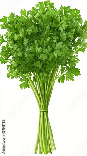 Freshly harvested coriander bundle ready for culinary use in home kitchens