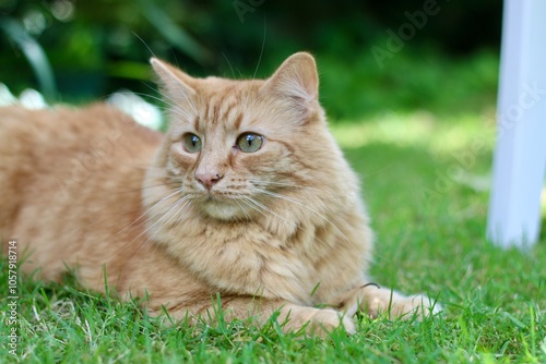 Fluffy ginger cat playing in the garden