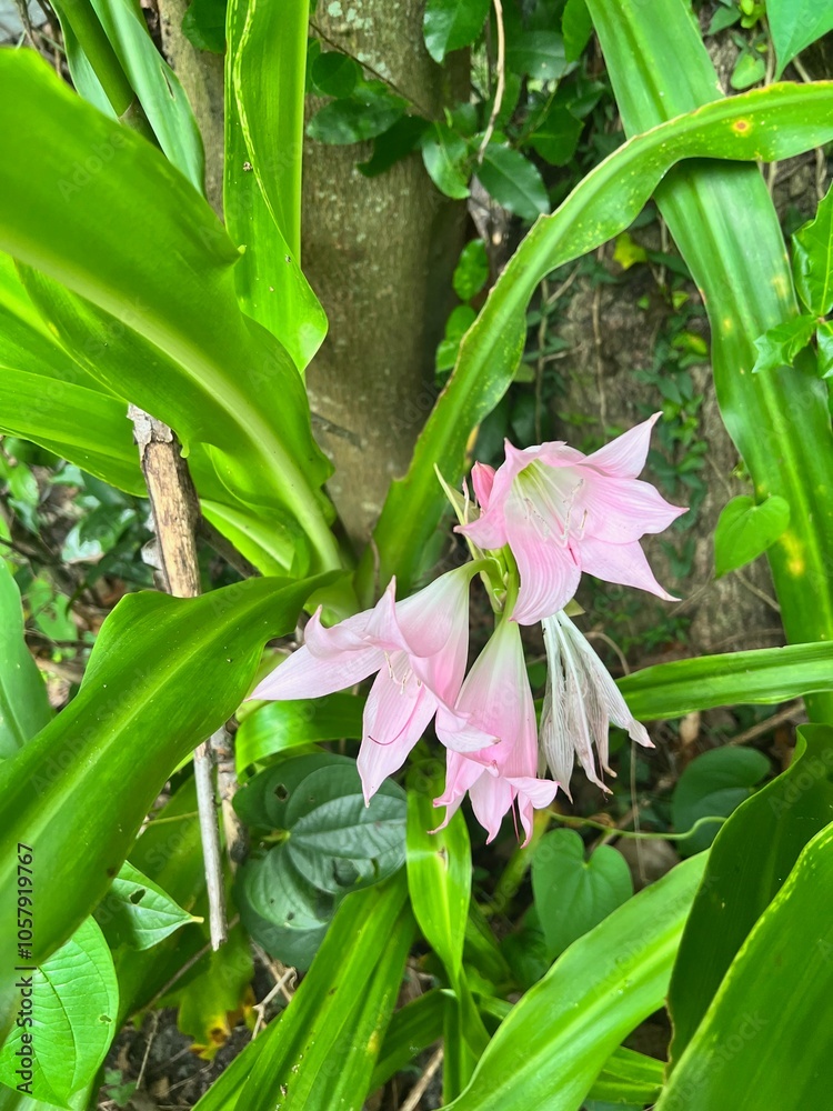 Fototapeta premium tropical flower