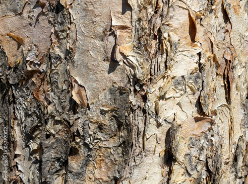 Maritime Pine, Pinus pinaster trunk symbol. Texture made of maritime pine tree bark. Beautiful Maritime Pine, Pinus pinaster trunk background. Conceptual image. Peaceful nature. photo